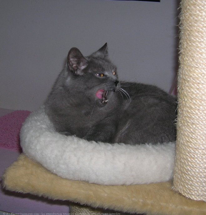 Photo de Chartreux