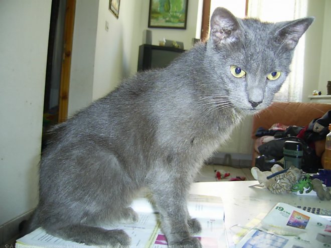 Photo d'European shorthair