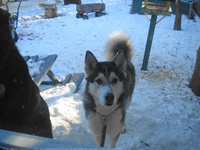 Photo de Malamute de l'alaska