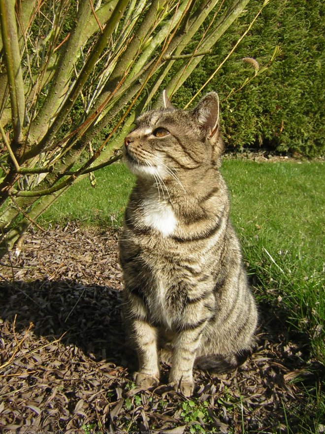 Photo de Chat domestique