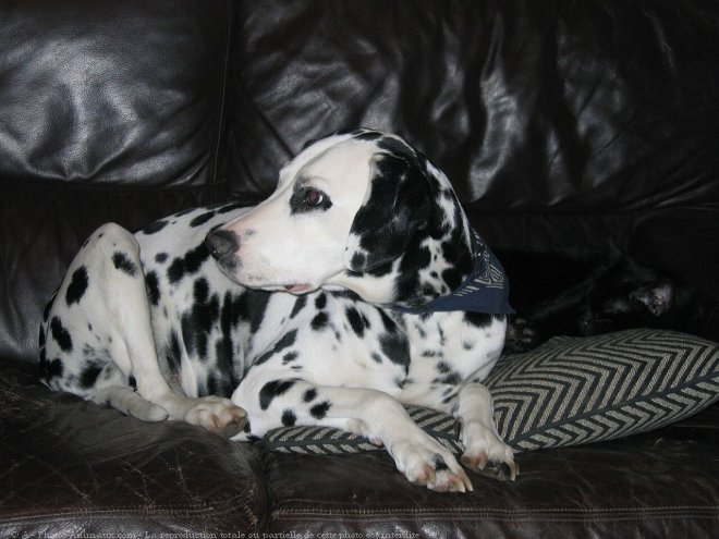 Photo de Dalmatien