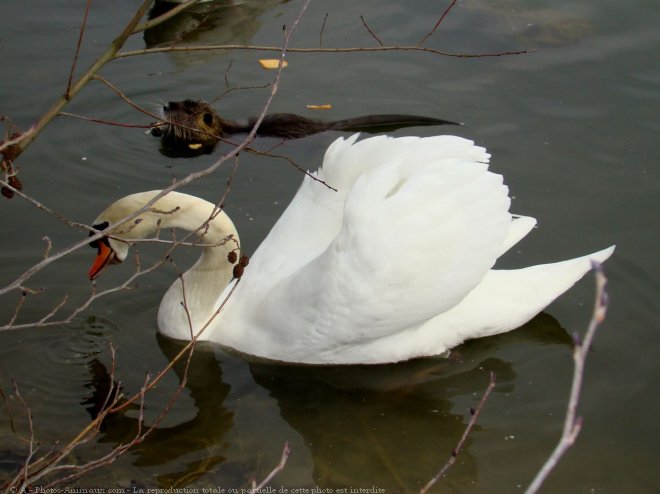 Photo de Races diffrentes