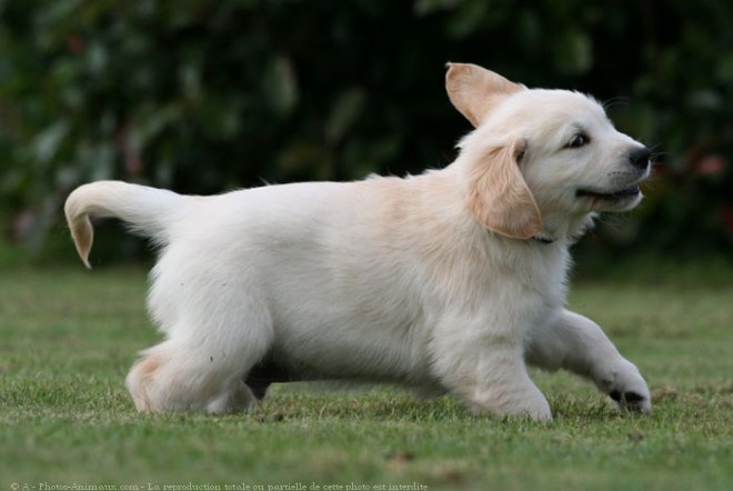 Photo de Golden retriever