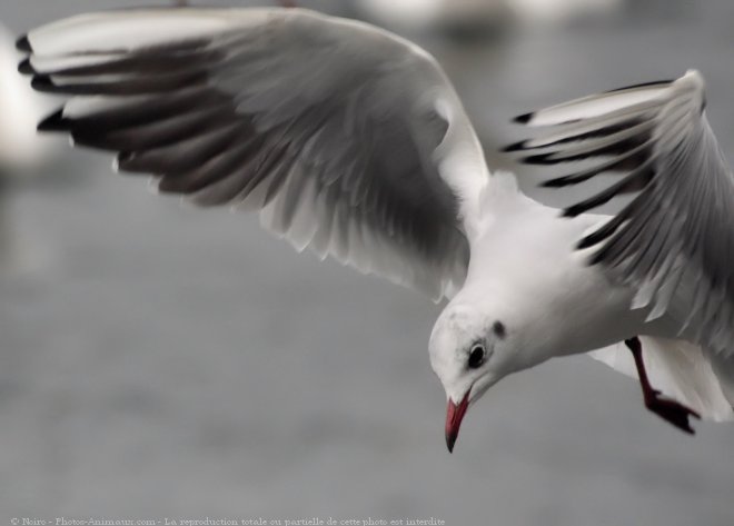 Photo de Mouette