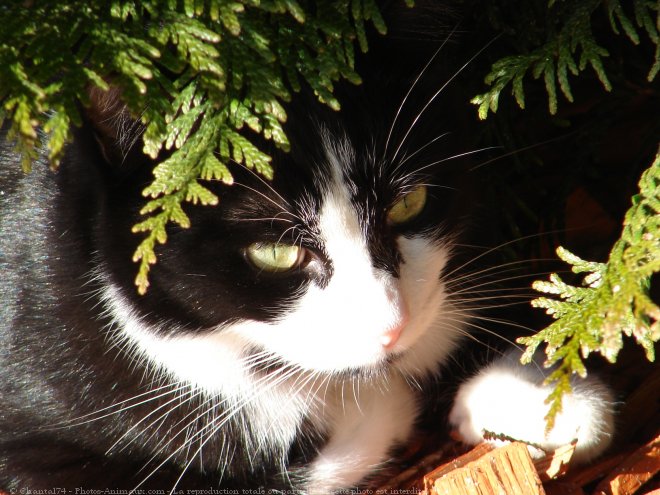 Photo de Chat domestique