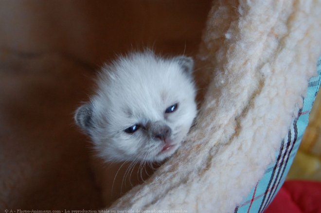 Photo de Sacr de birmanie