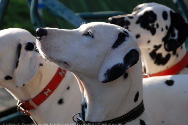 Photo de Dalmatien