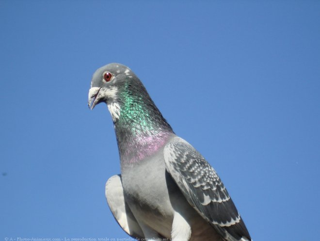 Photo de Pigeon