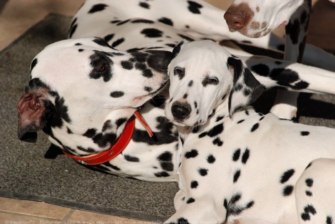 Photo de Dalmatien