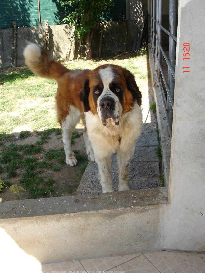 Photo de Saint-bernard poil long