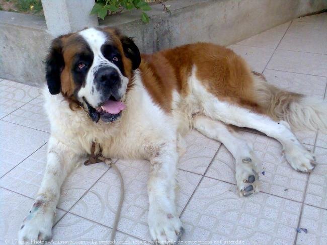 Photo de Saint-bernard poil long