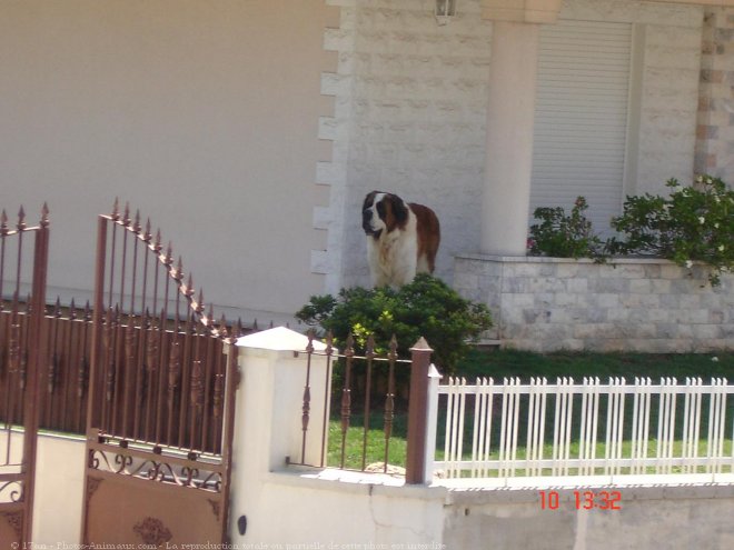 Photo de Saint-bernard poil long