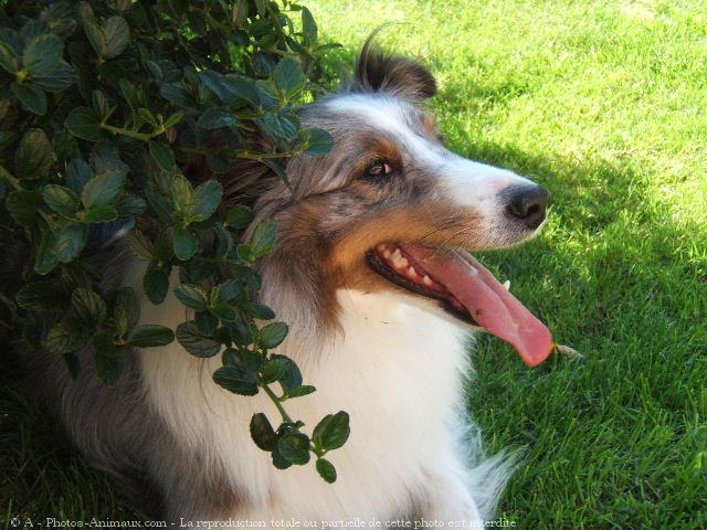 Photo de Chien de berger des shetland