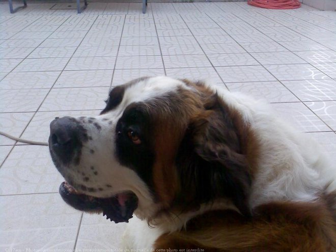 Photo de Saint-bernard poil long