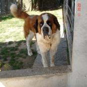 Photo de Saint-bernard poil long