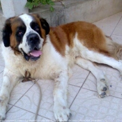 Photo de Saint-bernard poil long