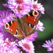 Photo de Papillon - paon du jour