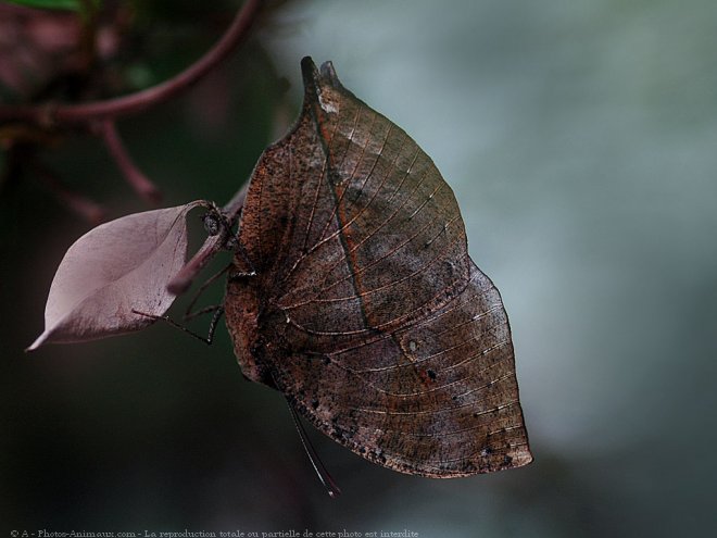 Photo de Papillon