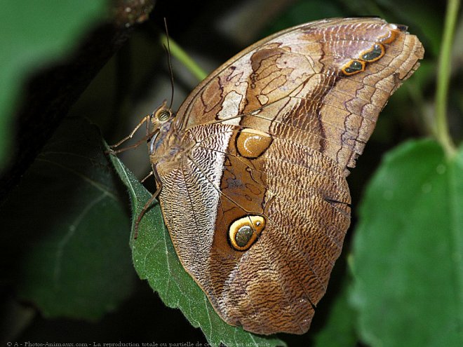 Photo de Papillon