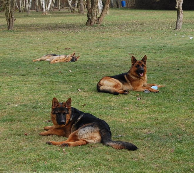 Photo de Berger allemand  poil court