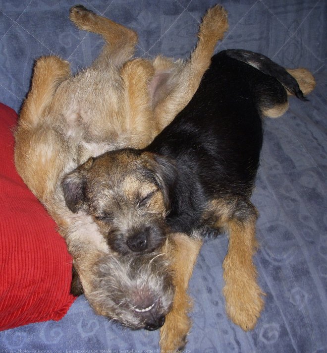 Photo de Border terrier