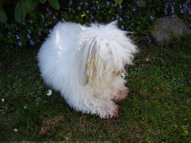 Photo de Coton de tulear