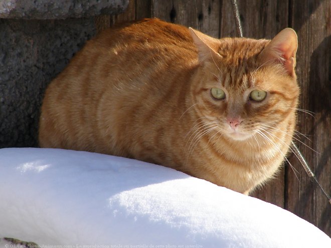 Photo de Chat domestique