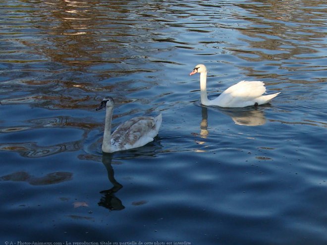 Photo de Cygne