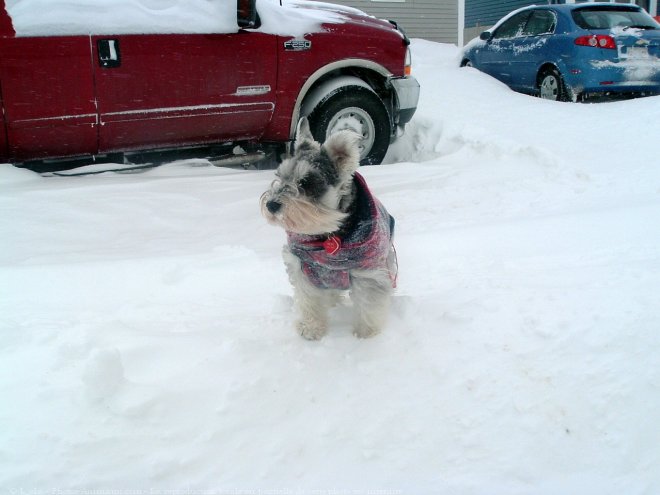 Photo de Schnauzer nain