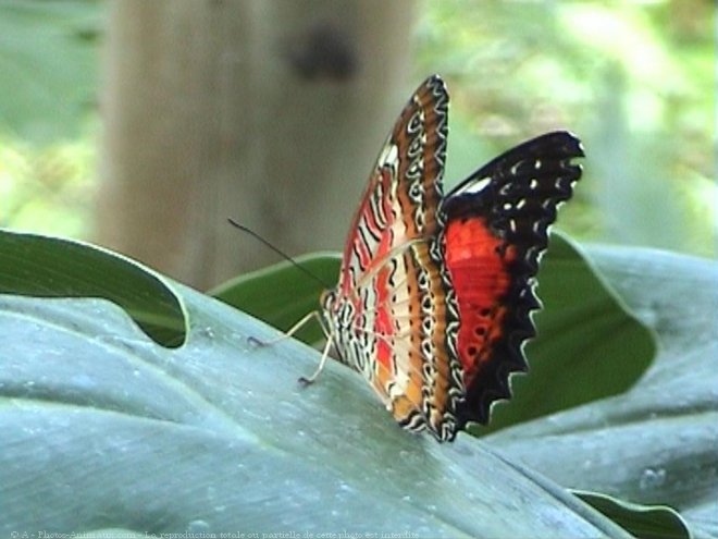 Photo de Papillon