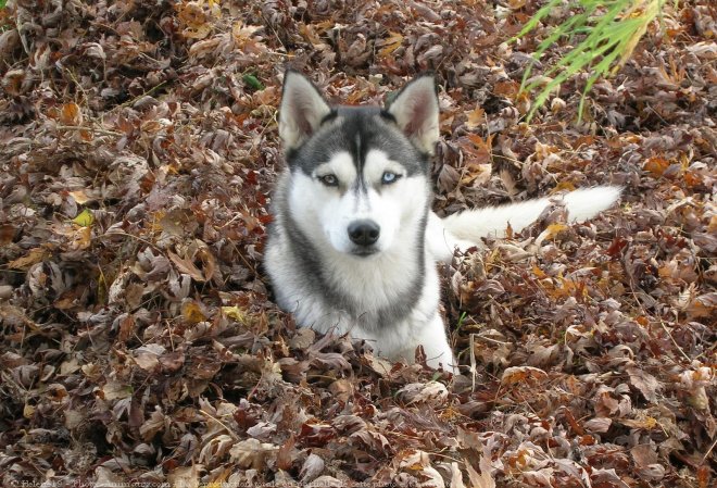 Photo de Husky siberien