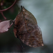 Photo de Papillon