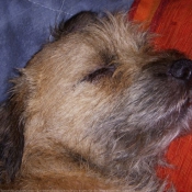 Photo de Border terrier