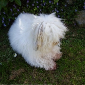 Photo de Coton de tulear