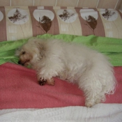 Photo de Coton de tulear