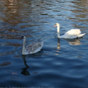 Photo de Cygne