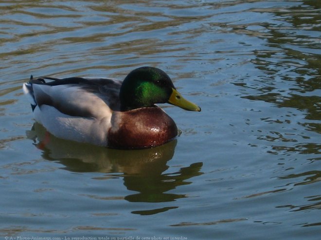 Photo de Canard colvert