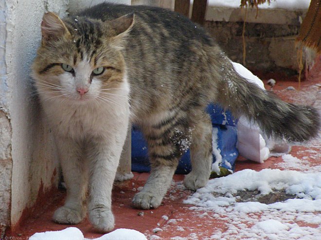 Photo de Chat domestique