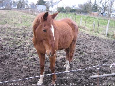 Photo de Trotteur franais