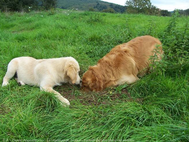 Photo de Golden retriever