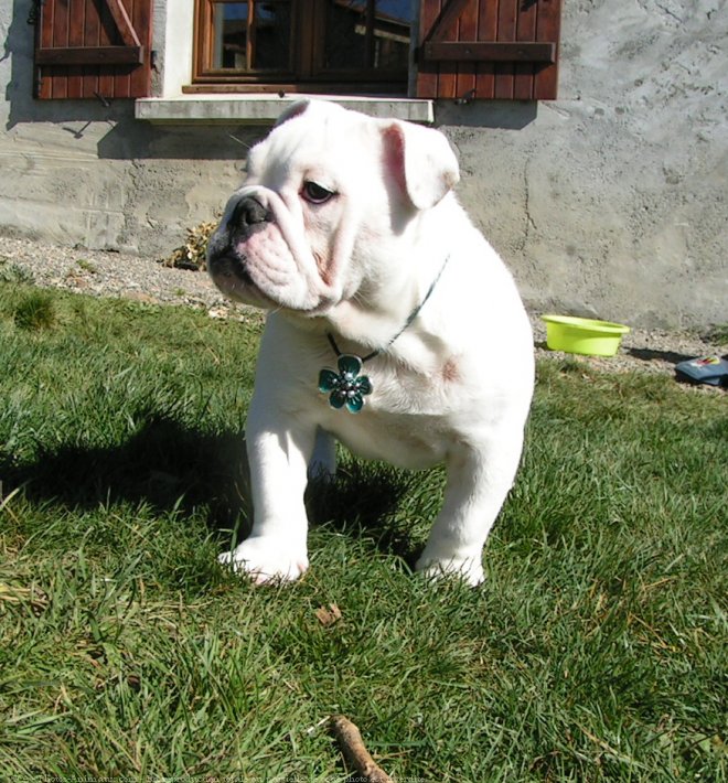 Photo de Bulldog