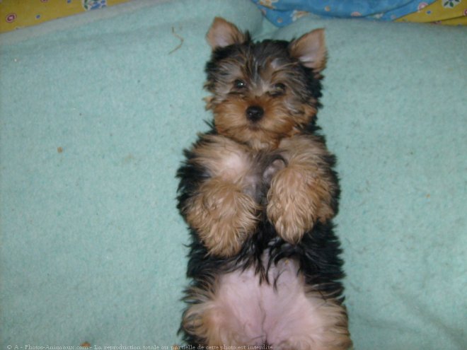 Photo de Yorkshire terrier