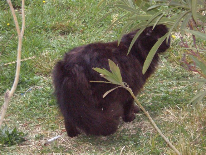 Photo d'Angora turc