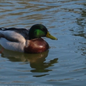 Photo de Canard colvert