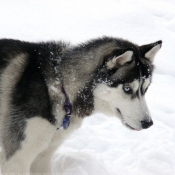 Photo de Husky siberien