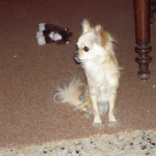 Photo de Chihuahua  poil long