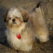 Photo de Shih tzu