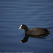 Photo de Foulque macroule