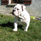 Photo de Bulldog