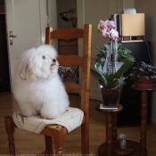 Photo de Coton de tulear